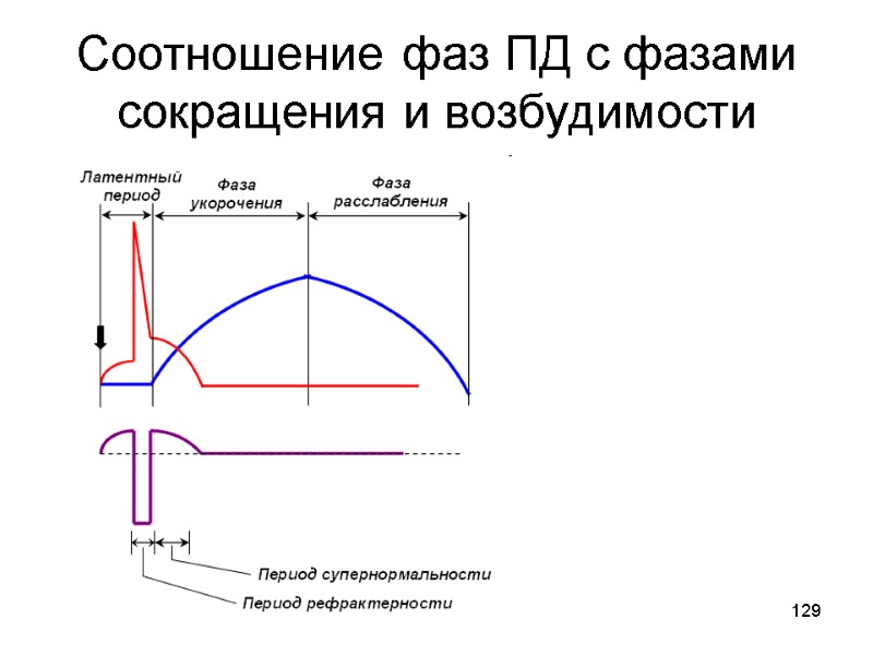 129 Соотношение фаз ПД с фазами сокращения и возбудимости